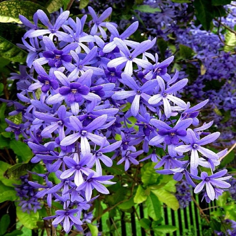 Purple Wreath, Sandpaper Vine (Petrea volubilis) Layered Live Plant