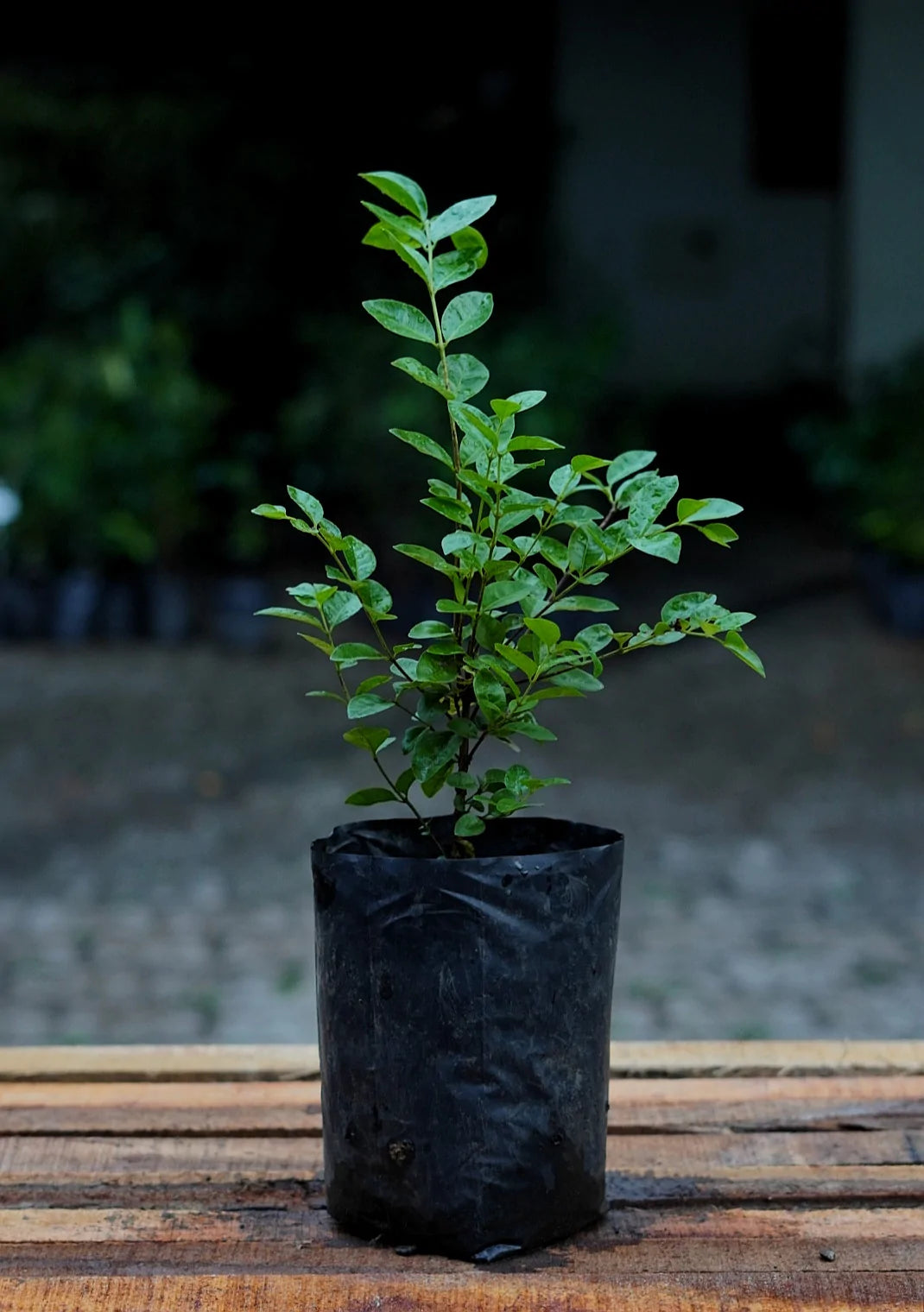 Purple Forest Guava Live Plant (Psidium Eugeniaefolia)