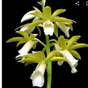 Spathoglottis Phiaus Tankerwilliae - Blooming Size