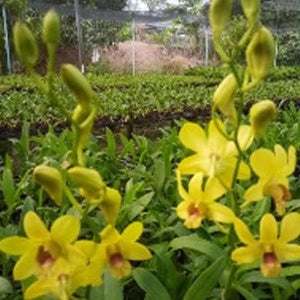 Dendrobium Pikulthong Evergreen - Blooming Size