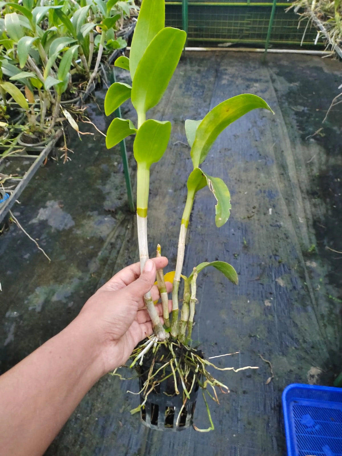 Dendrobium Pikulthong Evergreen - Blooming Size