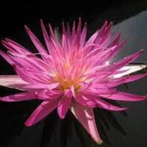 Nymphaea Pink Flamingo (Tropical Water Lily)