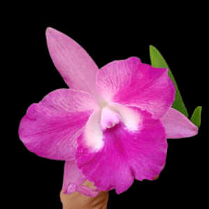 Cattleya Batalinii x Cattleytonia Maui Maid Pink - Blooming Size