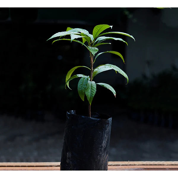 Green Sapote Live Plant (Pouteria Viridis)