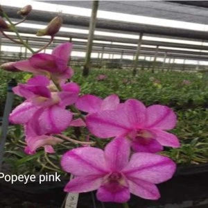 Dendrobium Popeye Pink (Seedling)