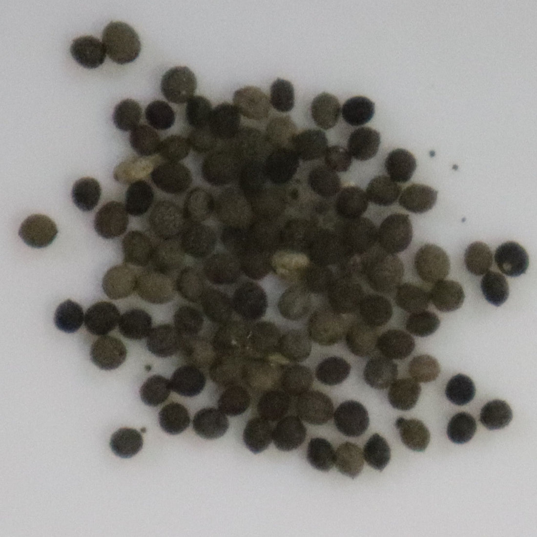 Eschscholzia California Poppy Seeds