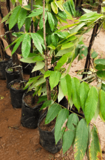 Pride of Burma (Amherstia Nobilis) Simsapa Layered Live Plant