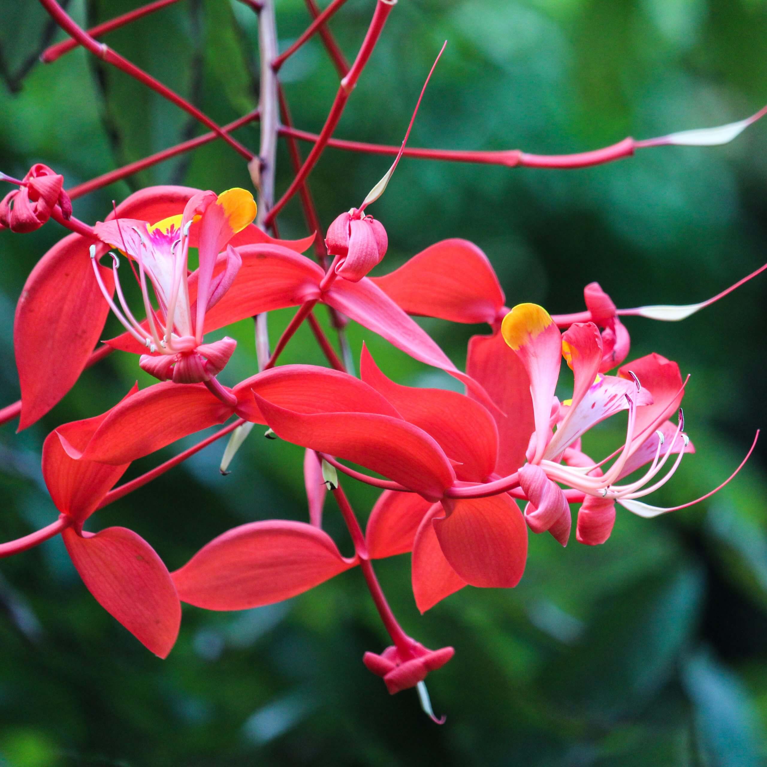 Pride of Burma (Amherstia Nobilis) Simsapa Layered Live Plant