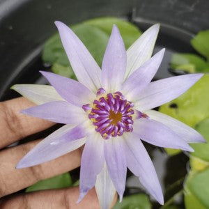 Nymphaea Purple Colorata (Tropical Water Lily)
