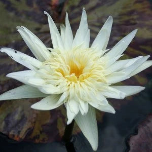 Nymphaea Rachel Presnell (Tropical Water Lily)