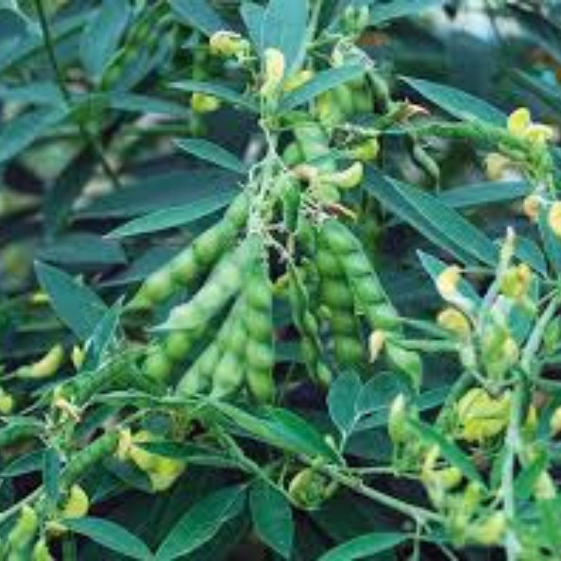 Organic Red Gram/Pigeon Pea Seeds - Open Pollinated