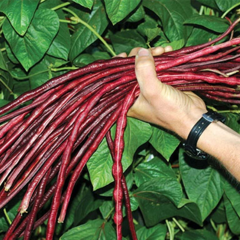 Organic Red Long Beans Seeds - Open Pollinated