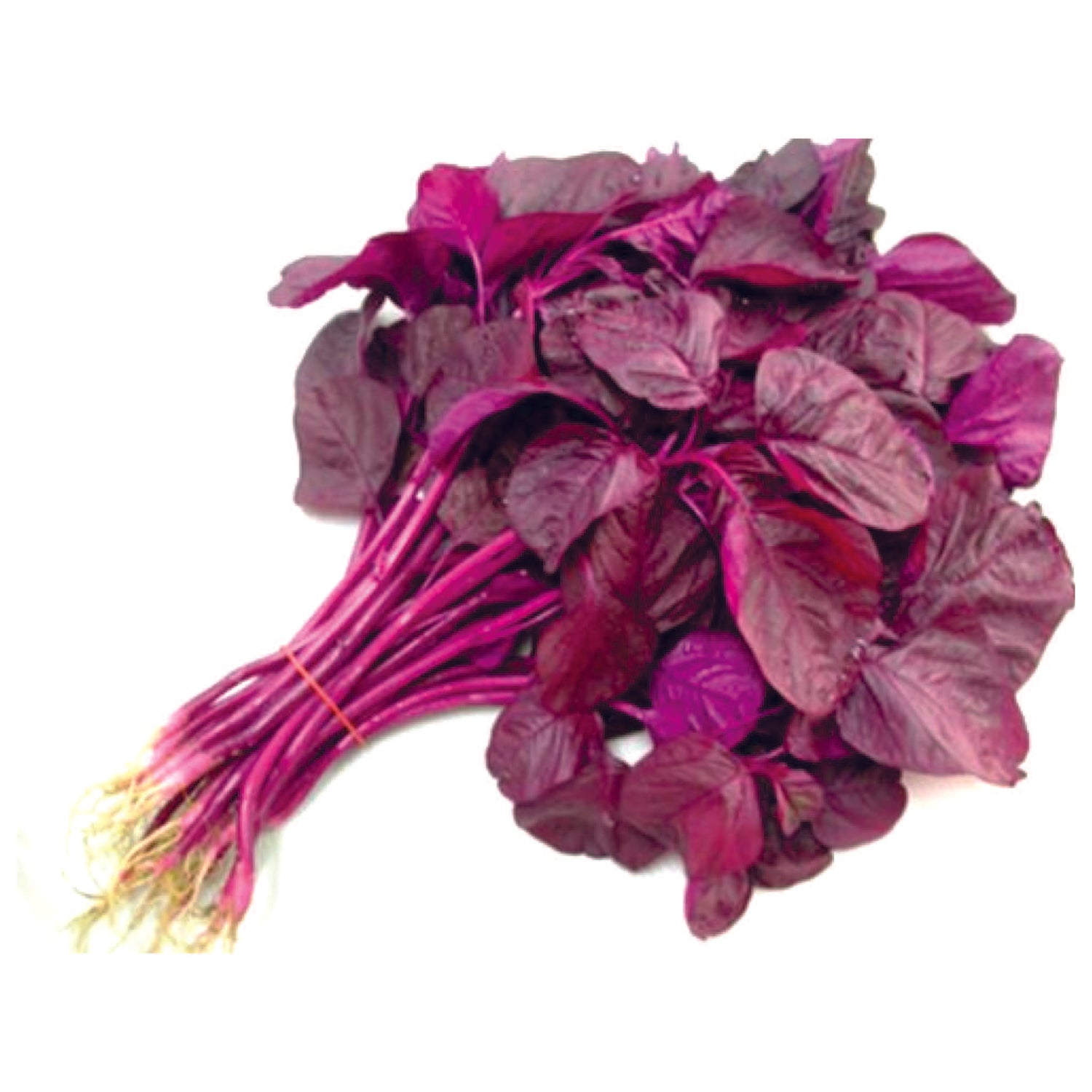 Organic Red Amaranthus Seeds - Open Pollinated