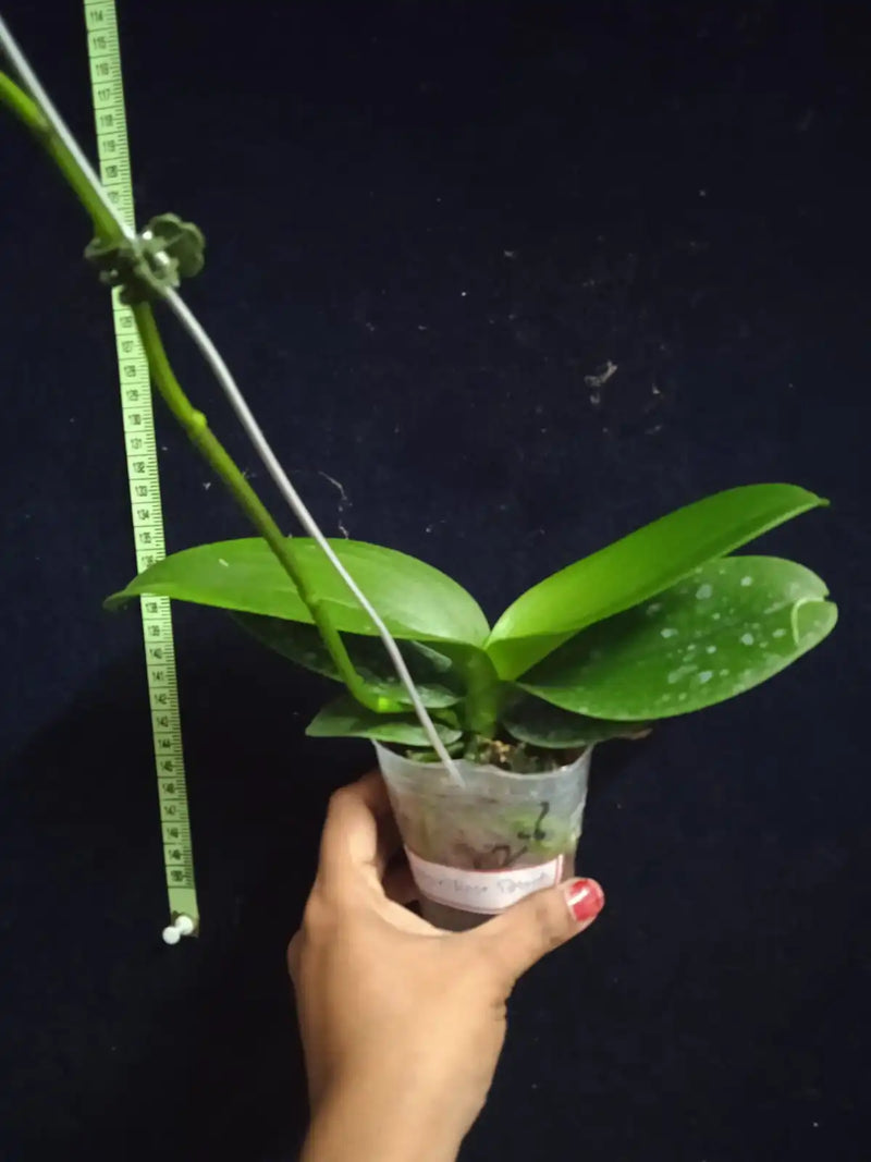 Phalaenopsis Hsin Rose Beach - Blooming Size