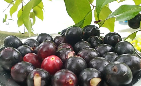 Rainforest Plum Live Plant (Eugenia candolleana)