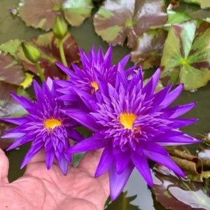 Nymphaea Rishi (Tropical Water Lily)