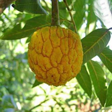 Araticui Fruit Live Plant (Annona Dolabripetala)