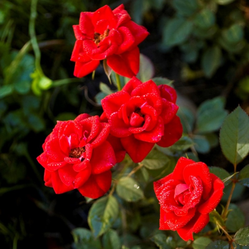 Miniature Red Button Rose Live Plant