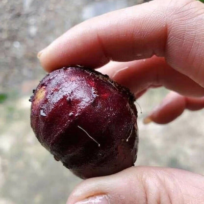 Giant Red Crystal Jaboticaba Live plant (Plinia Giant Red Crystal)