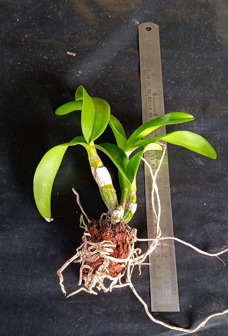 Dendrobium Salaya Gold (Seedling)