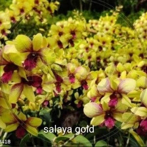 Dendrobium Salaya Gold (Seedling)