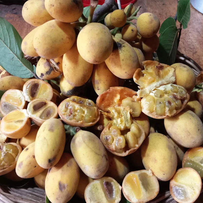 Sampouch Fruit Live Plant