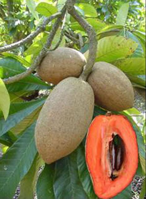 Mamey Sapote Magana Live Plant