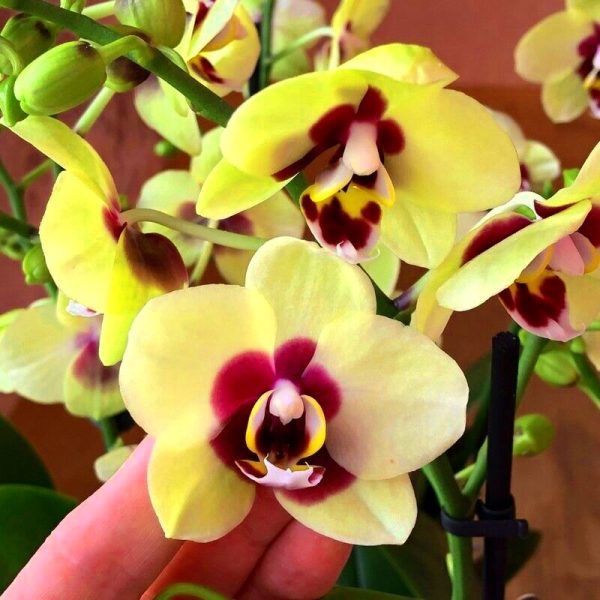 Phalaenopsis Deep Secret - Blooming Size