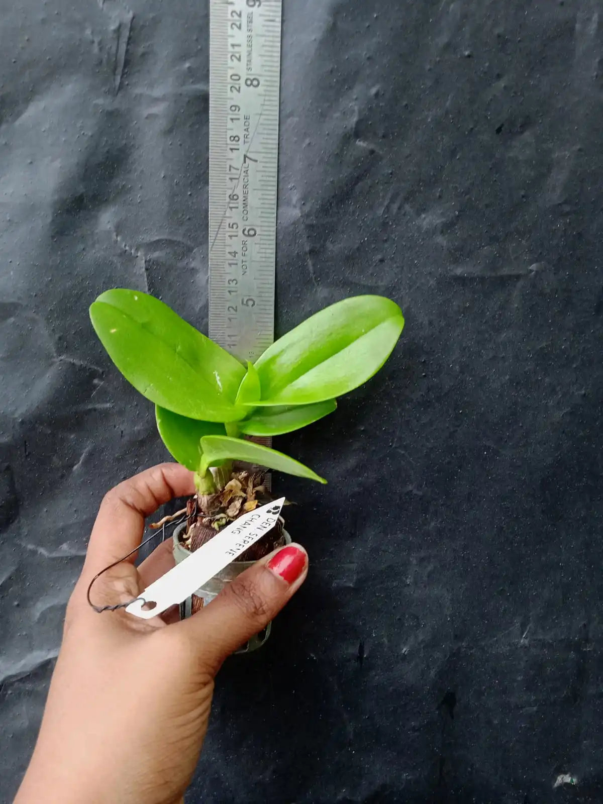 Dendrobium Serene Chang (Seedling Size)