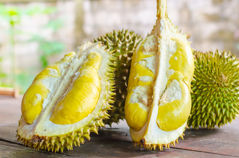 Durian Fruit Live Plant