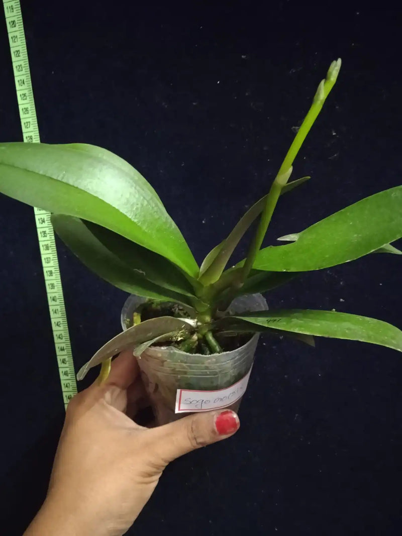 Phalaenopsis Sogo Gotris - Blooming Size