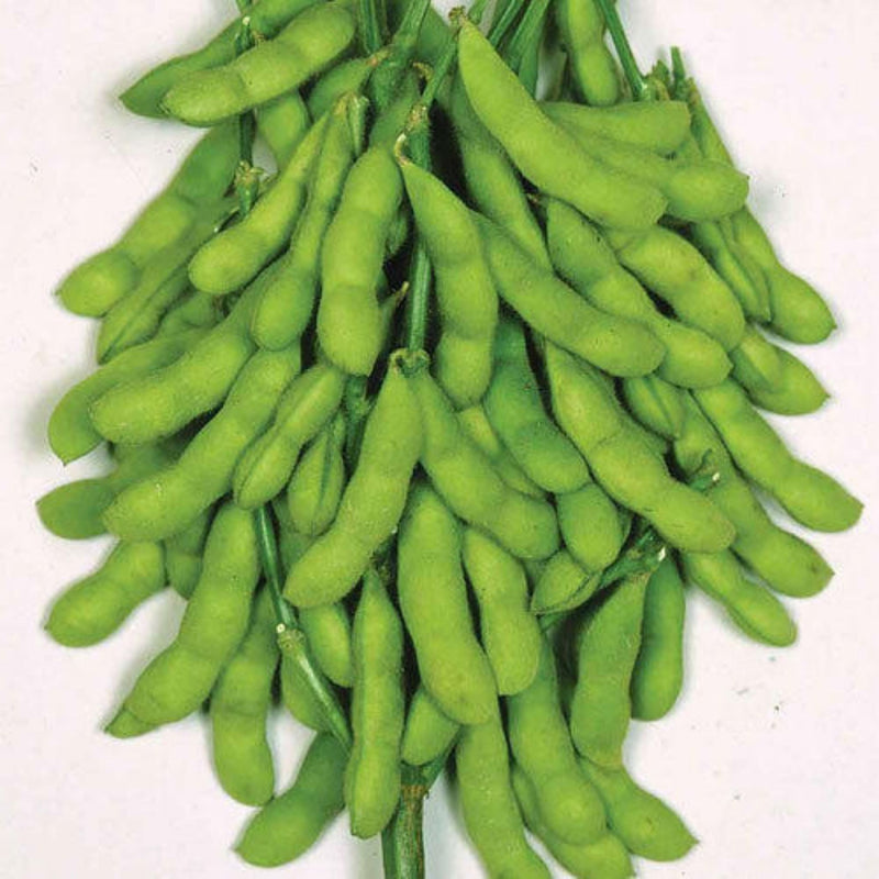 Organic Soya Beans Seeds - Open Pollinated