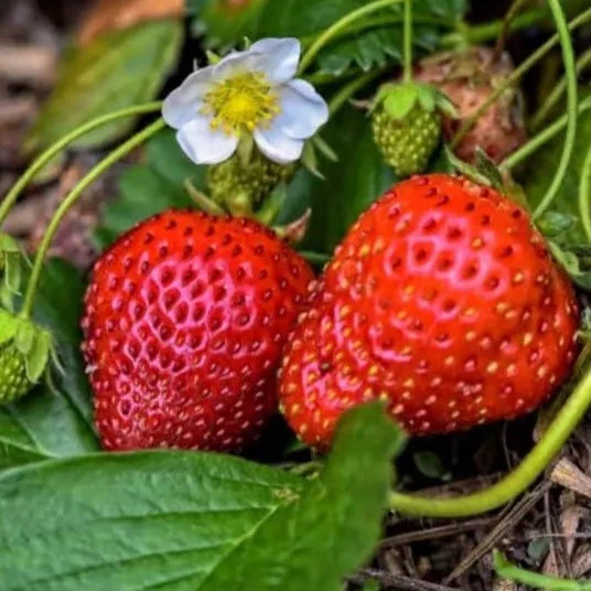 Strawberry Live Plant