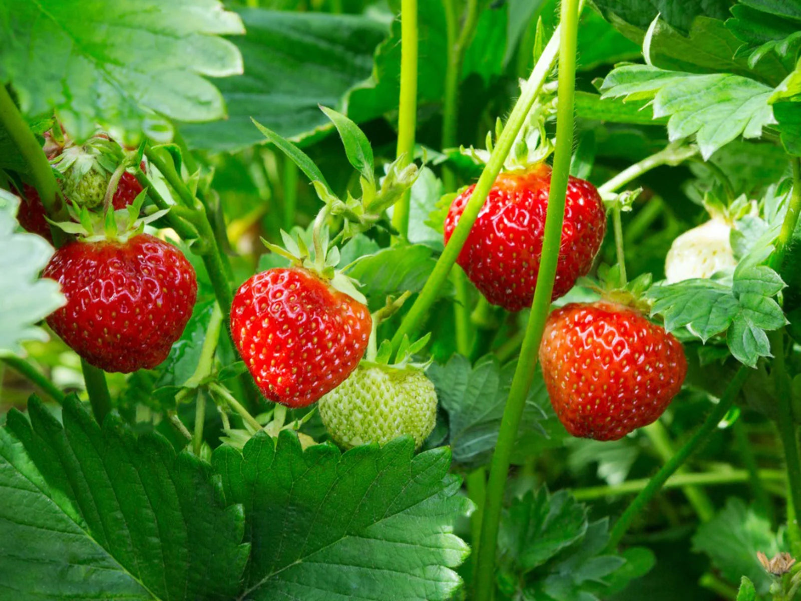 Strawberry Live Plant