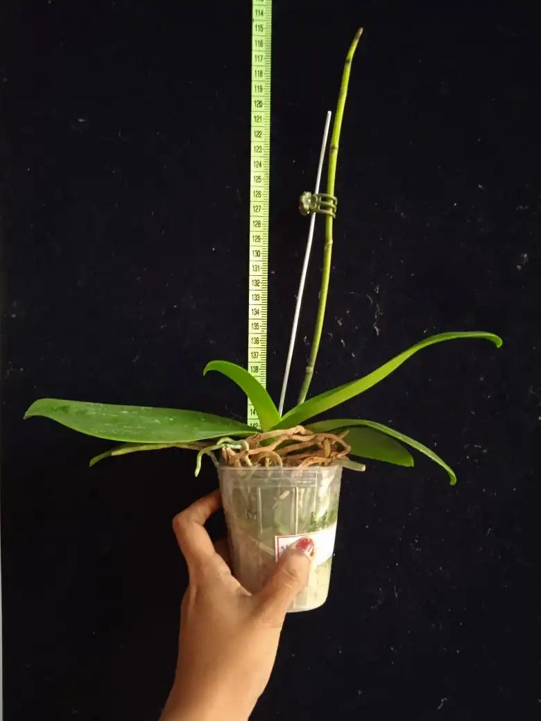 Phalaenopsis Mini Orange - Young Home Sun Kist - Blooming Size