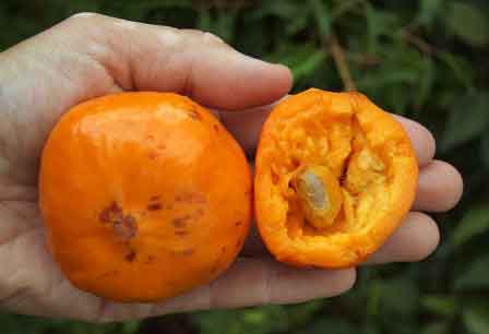 Sundrop Fruit Live Plant (Eugenia Victoriana)