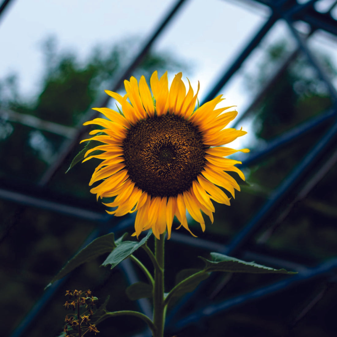 Organic Sunflower Seeds - Hybrid