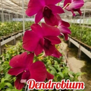 Dendrobium Supernova Red (Seedling)