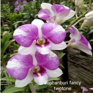 Dendrobium Suphanburi Fancy Two Tone (Seedling)
