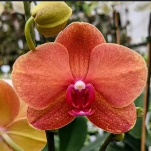 Phalaenopsis Surf Song - Blooming Size