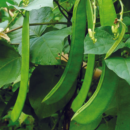 Organic Sword Beans Seeds - Open Pollinated