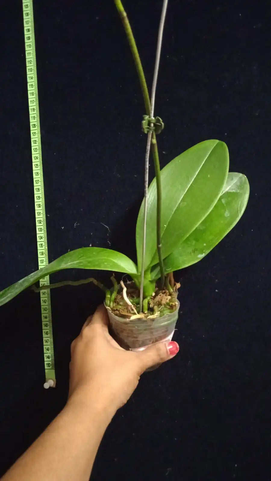 Phalaenopsis Taida Salu Alisan - Blooming Size