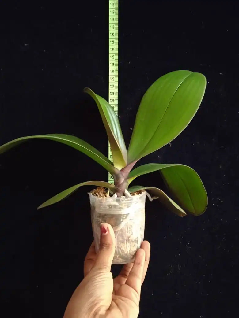 Phalaenopsis Taisuco Anna - Blooming Size