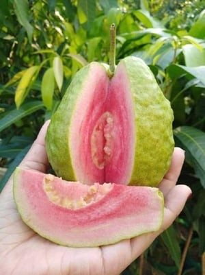 Pink Thai Guava Live Plant (Psidium Guajava)