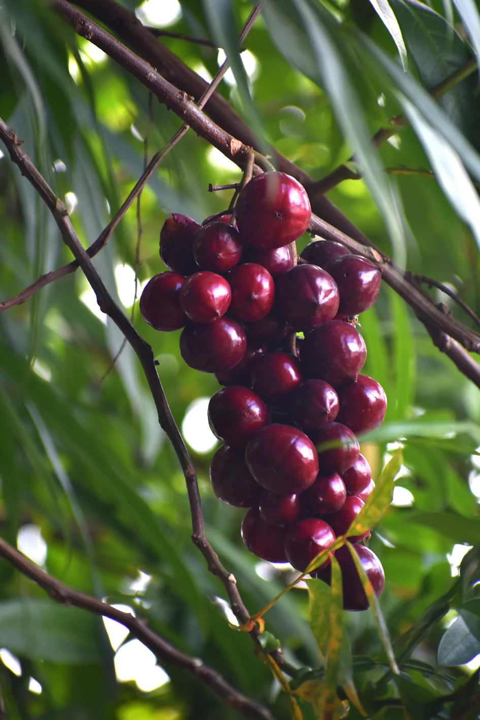 Terengganu Cherry Live Plant (Lepisanthes Alata)