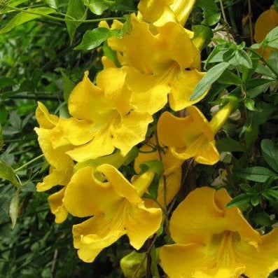 Cat's Claw Climbing and Creeping Flowering Plant