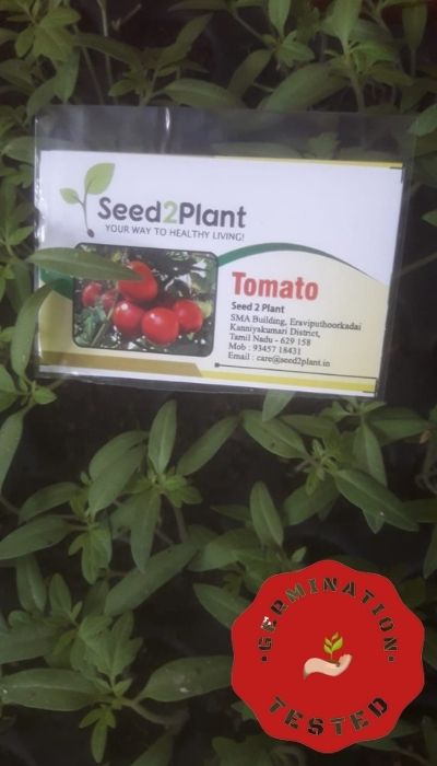 Organic Tomato Seeds - Open Pollinated