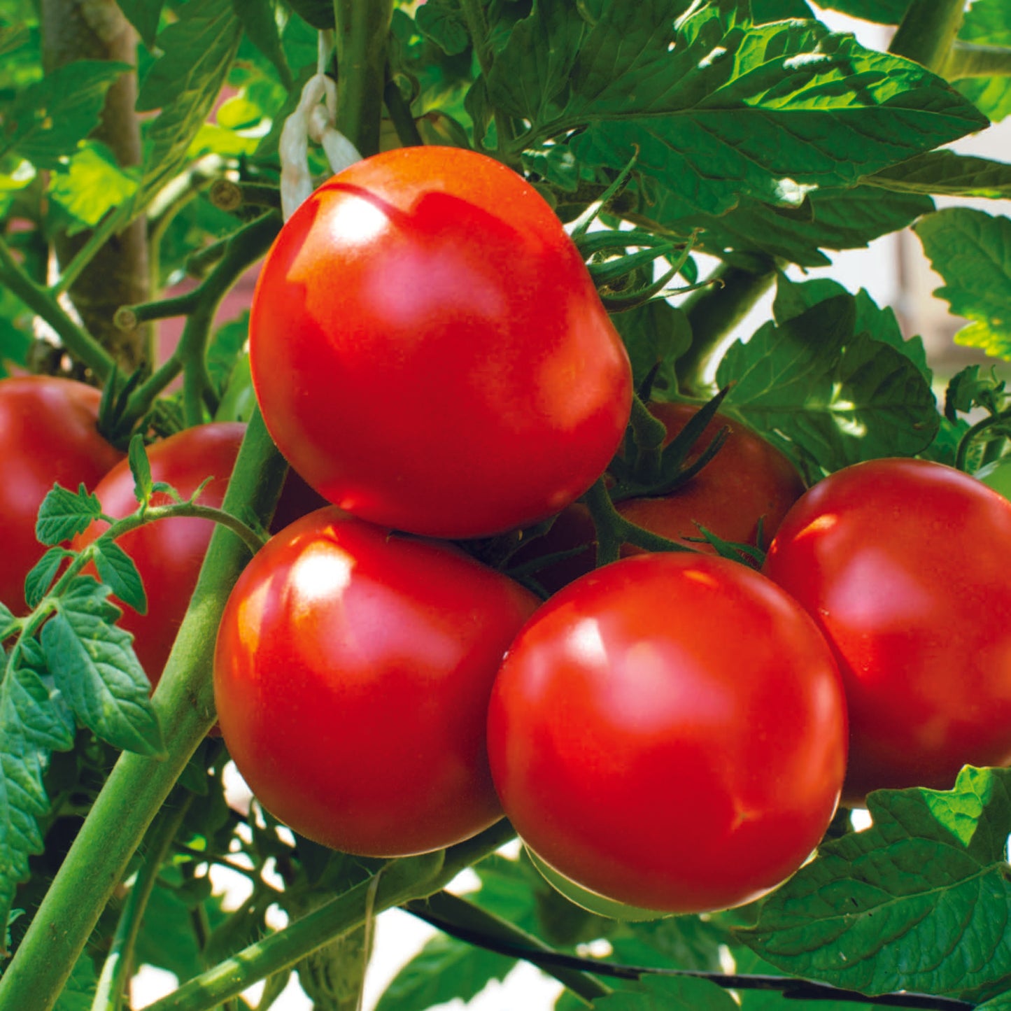 Organic Tomato Seeds - Open Pollinated