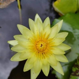 Nymphaea Trail Blazer (Tropical Water Lily)