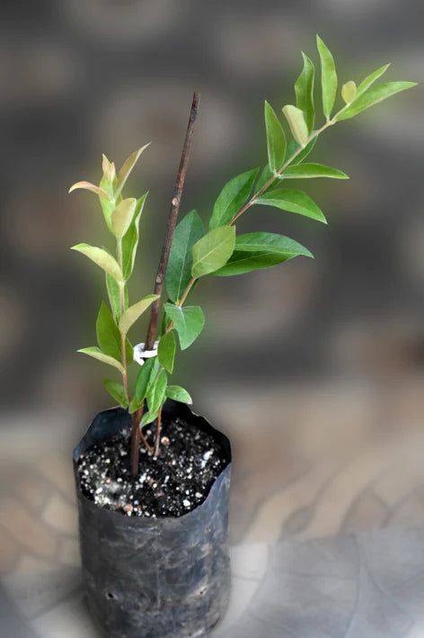 Ubajai Live Plant (Eugenia Myrcianthes)